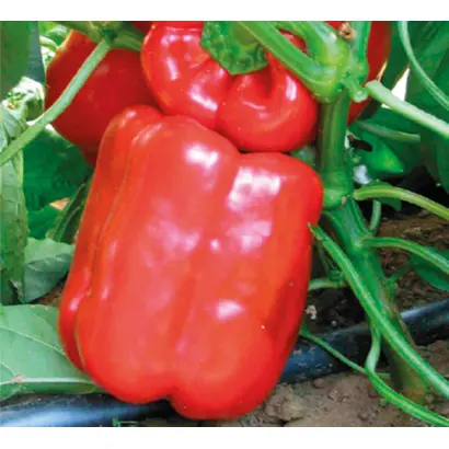 Hercules F1 / Геркулес F1