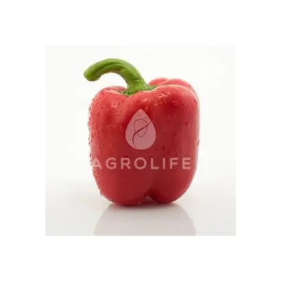 Granova / Гранова