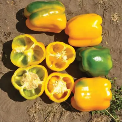 Gualda / Гуалда