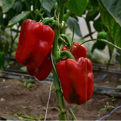 Daimos / Даймос