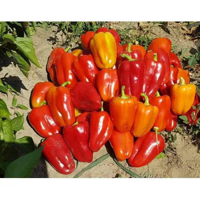 Daciana / Даціана