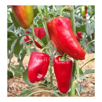 Gypsy F1 / Джипсі F1