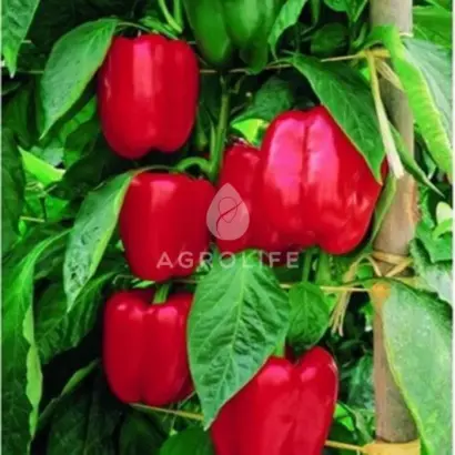 Diagoras / Діагорас