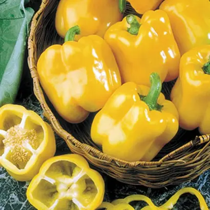 Early Sunsation F1 PS / Ерли Сансейшн F1