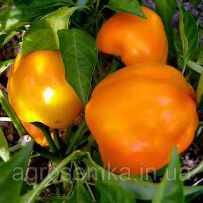 Злато скіфів