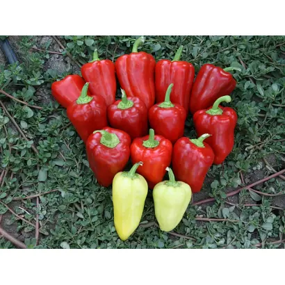 Kantatta / Кантатта