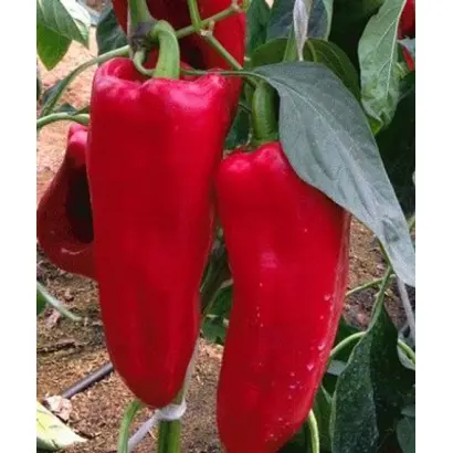 Kaptur / Каптур