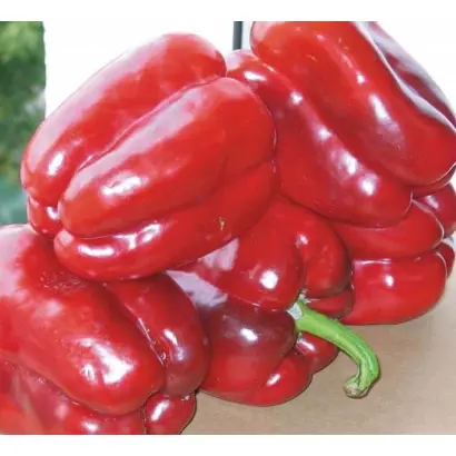 Claudio / Клаудіо