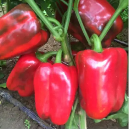 Clarany / Клерені