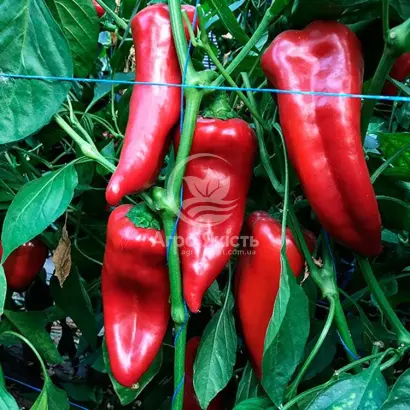 KORNELYA / КОРНЕЛІА