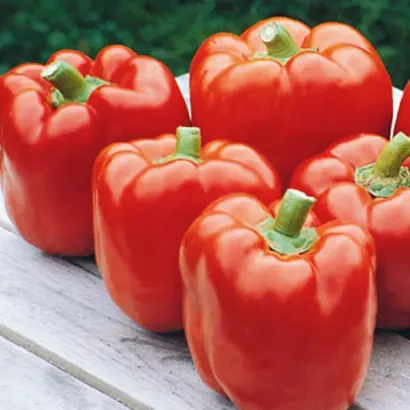 Red Knight F1 / Красний Рицарь F1