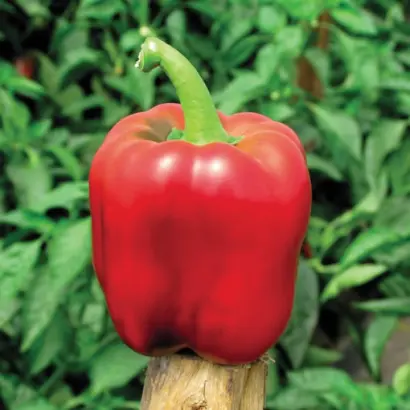 Crimson King / Крімсон Кінг