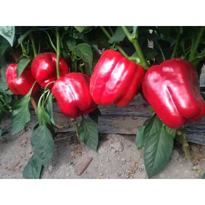 CRUSADER / КРУСАДЕР