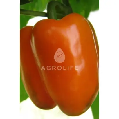 Kubista / Кубіста