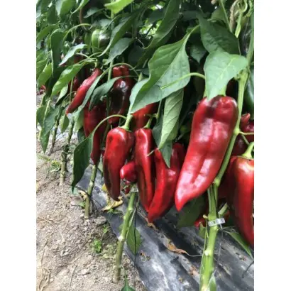 Lira Spark / Ліра Спарк