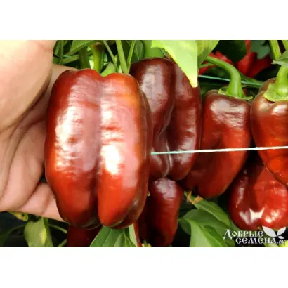 Mavera / Мавера