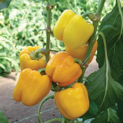 Maradonna F1 / Марадонна F1