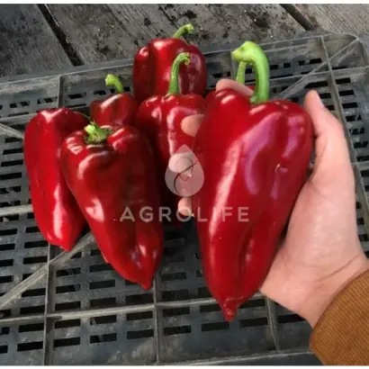 Navigator / Навігатор