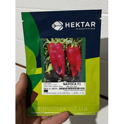 Napoca / Напока