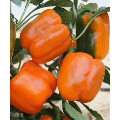 Orange Glory / Оранж Глорі