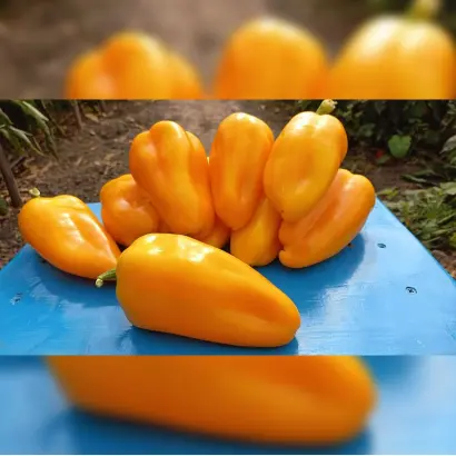 PIROUET / ПІРОУЕТ