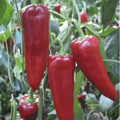 Porteca / Портека