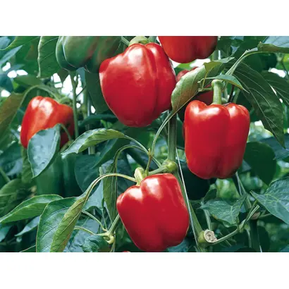 Procraft / Прокрафт