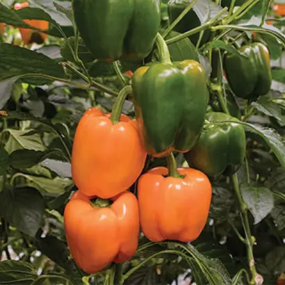 Raptor / Раптор