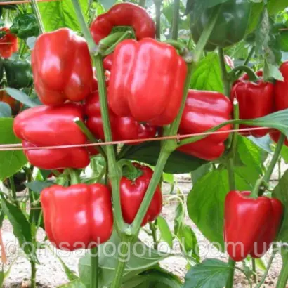 Red Jet / Ред Джет