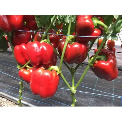 RED DEER / РЕД ДІІР