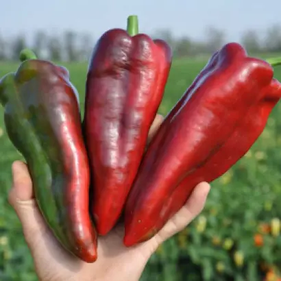 Redkan / Редкан