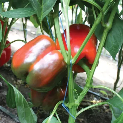 Salazar / Салазар