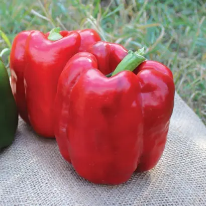 Sinatra / Сінатра