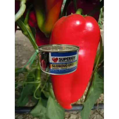 Slonovo uvo / Слонове вухо