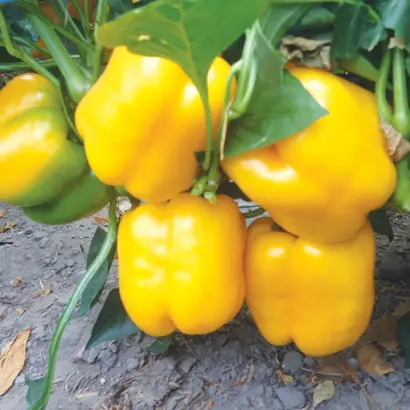 Solanor / Соланор