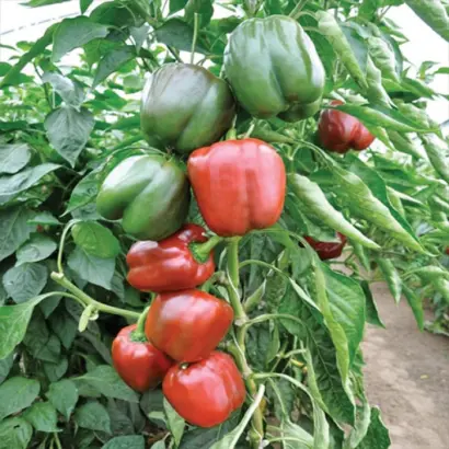 Sondela F1 / Сондела F1