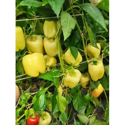 Spartaco / Спартако