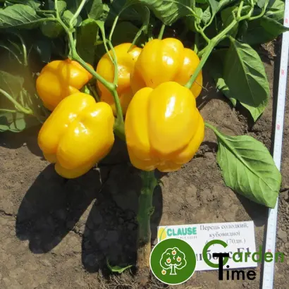 Springbok / Спрінгбокс