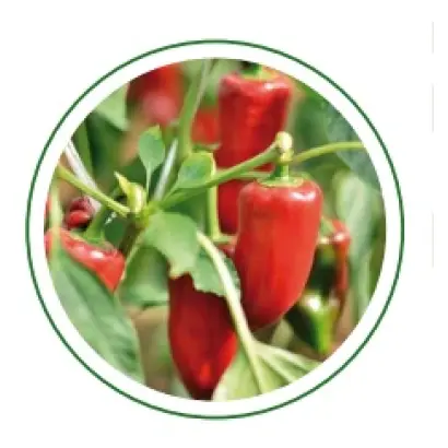 Tammara / Таммара