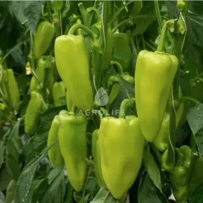 Topgear / Топгір