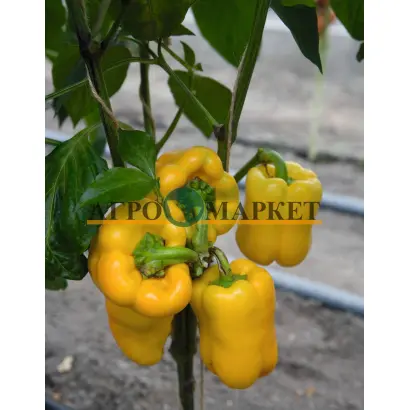 Turbine / Турбін