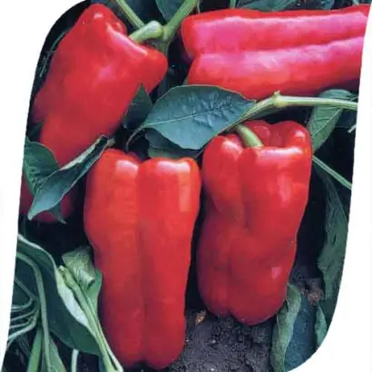 Favilla / Фавілла