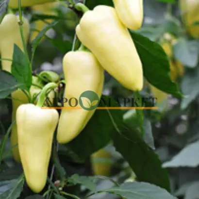 Flexum F1 / Флєксум F1