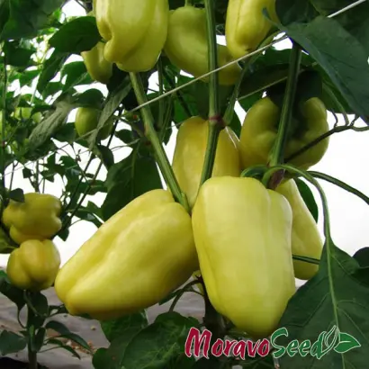 Citrina / Цитрина