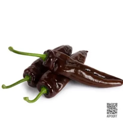 Chocolony / Чоколоні