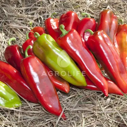 Shinako / Шинако