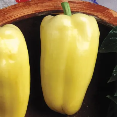 Albatros F1 / Альбатрос F1