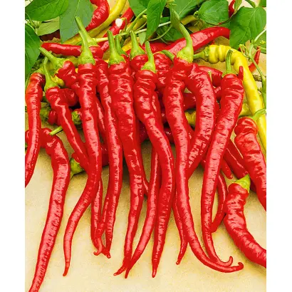 Artist / Артіст