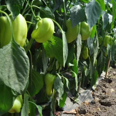 Багряний вулкан