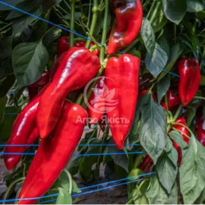 Balcanica / Балканіка